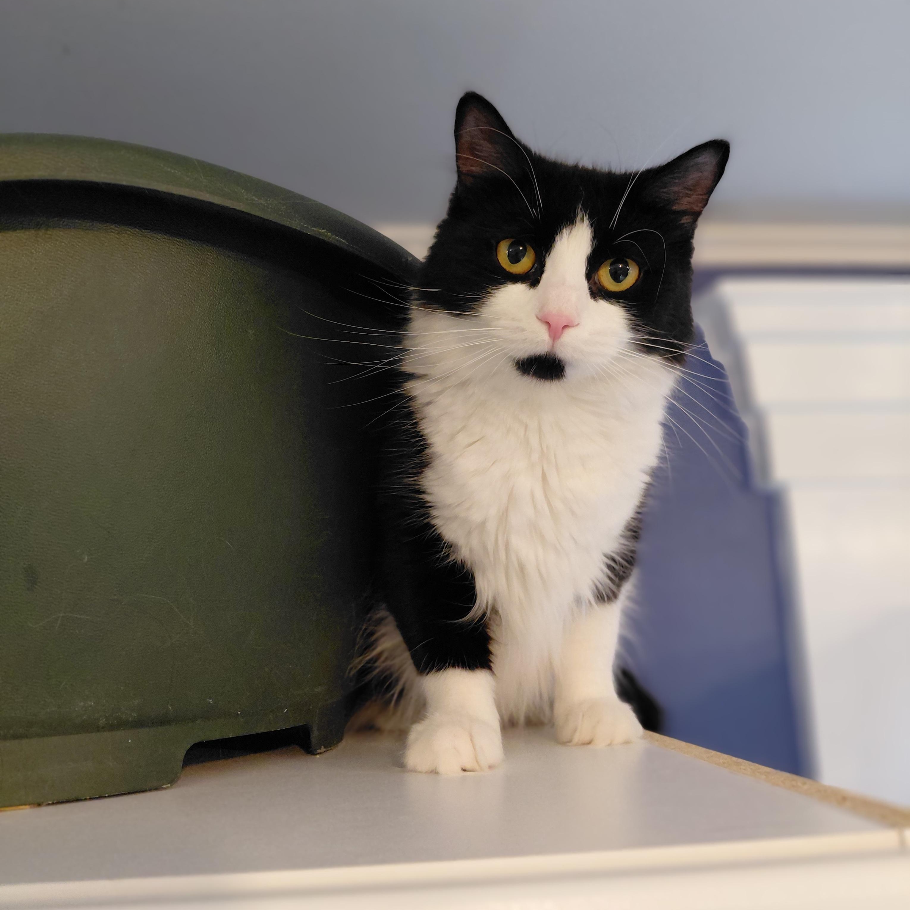 Enlarge Ava, a ADOPTABLE Domestic Long Hair in Littleton, NH image 2/6