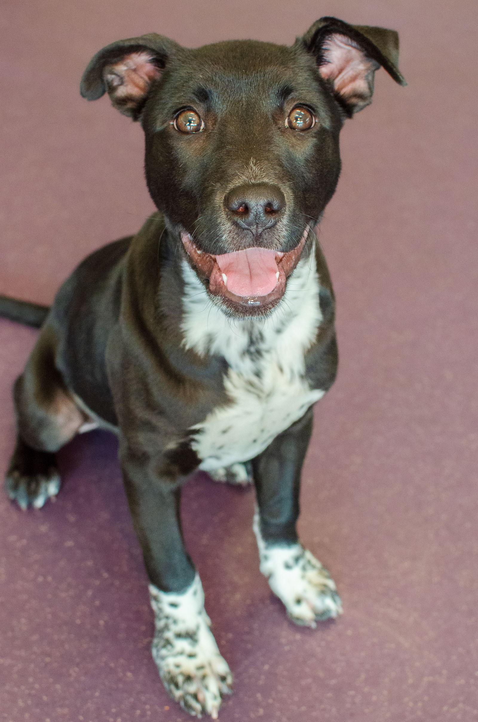 Darya the Puppy!, Adopted, Puppy Female Pit Bull Terrier.