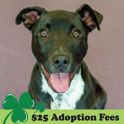 Enlarge Darya the Puppy!, a Adopted Pit Bull Terrier in Burlingame, CA image 3/3