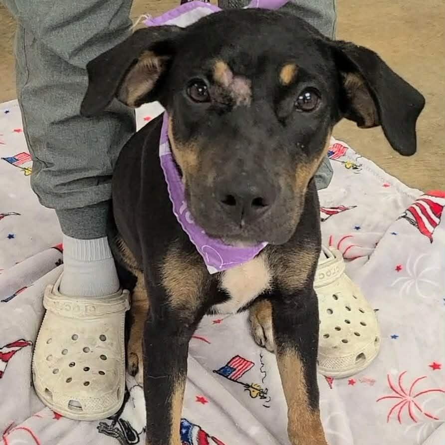 Enlarge Emerald, a ADOPTABLE Mixed Breed in Woolwich, ME image 2/3