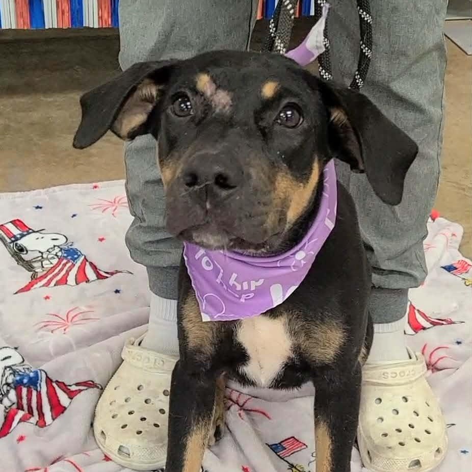Emerald, ADOPTABLE, Young Female Mixed Breed.