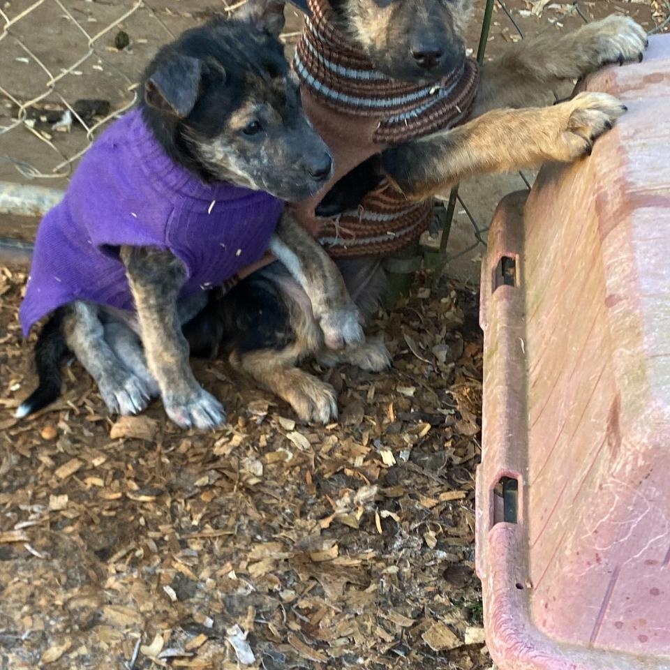 Barnaby, Adoptable, Puppy Male German Shepherd Dog.