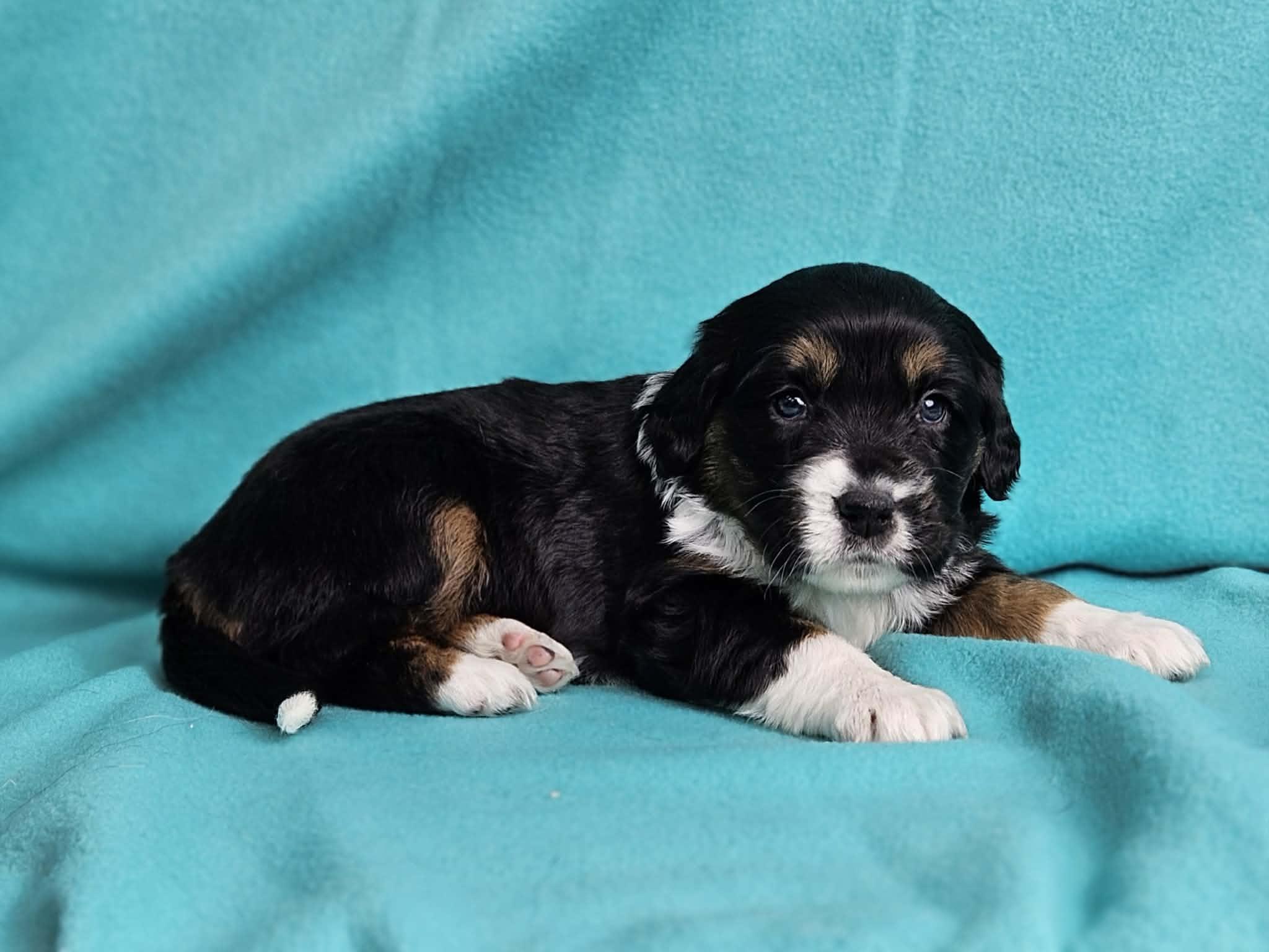 Breeze, Adoptable, Puppy Female Hound & Mixed Breed.