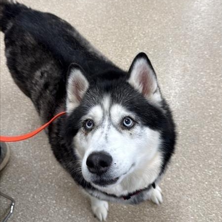 Enlarge Nyla, a ADOPTABLE Siberian Husky in Prince Frederick, MD image 2/5