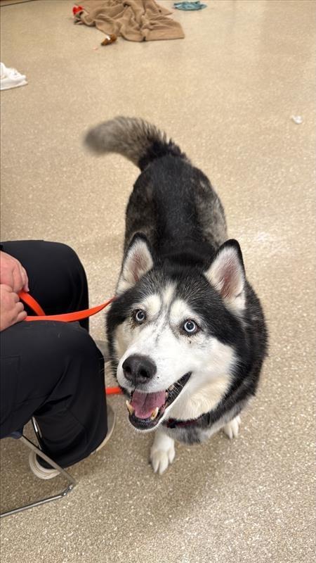Enlarge Nyla, a ADOPTABLE Siberian Husky in Prince Frederick, MD image 3/5