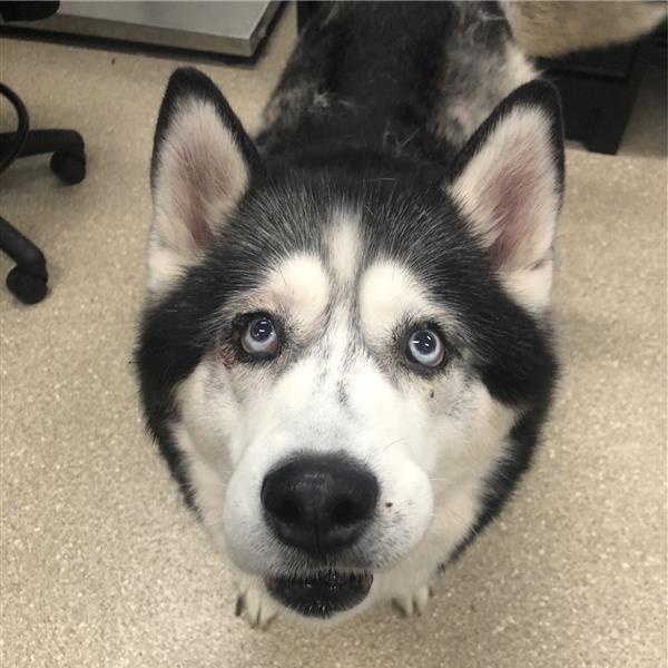 Enlarge Nyla, a ADOPTABLE Siberian Husky in Prince Frederick, MD image 4/5