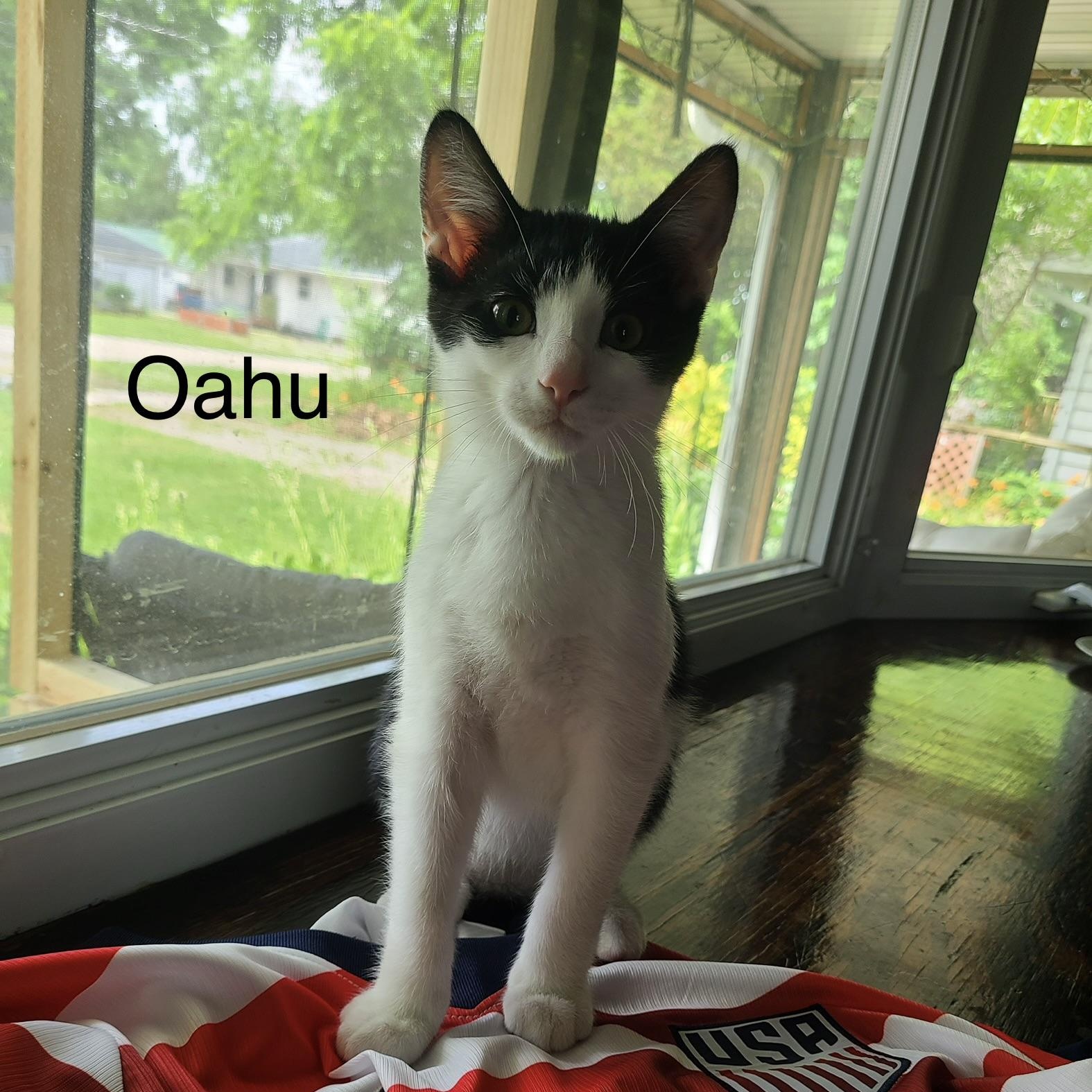 Oahu, Adoptable, Kitten Male Domestic Short Hair.
