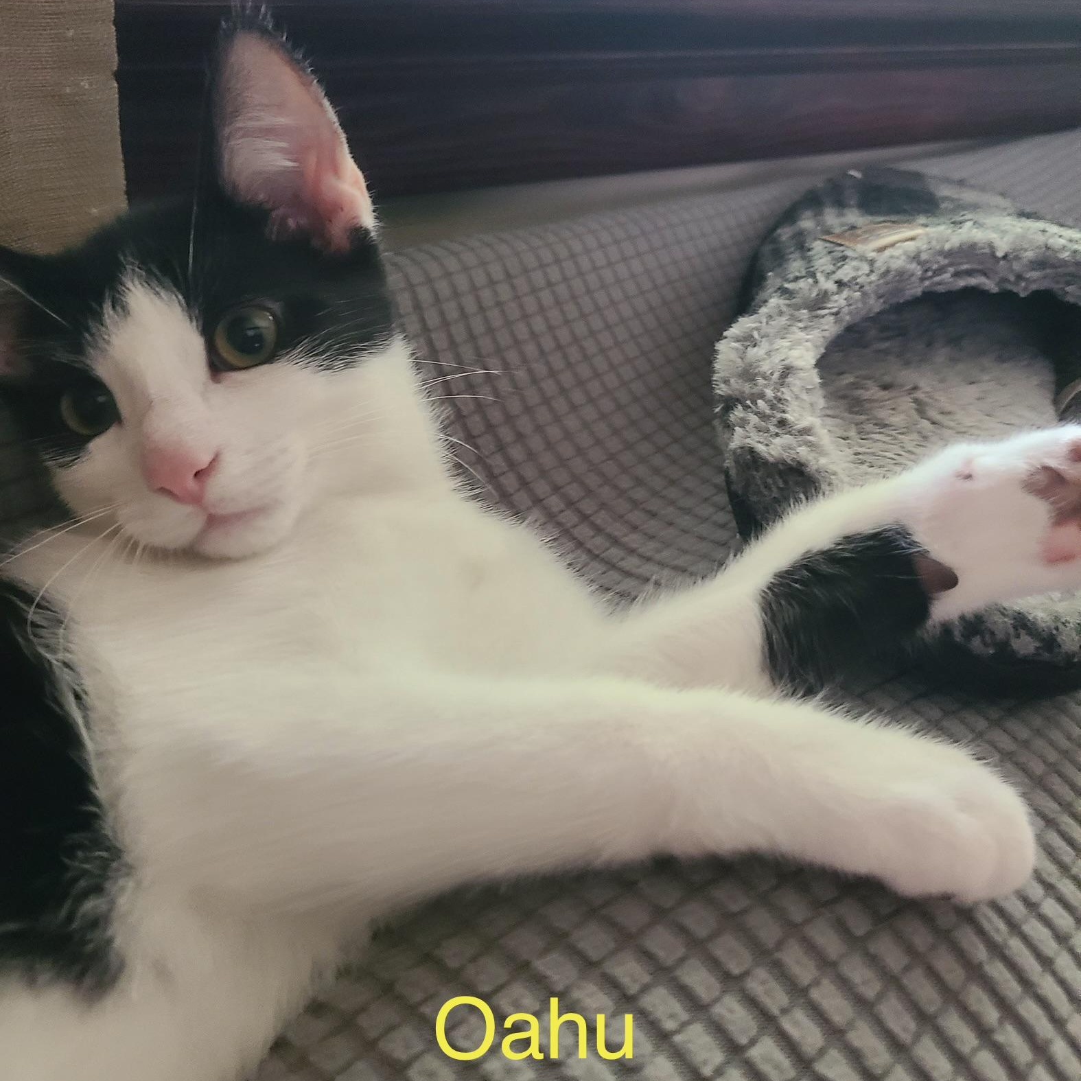 Oahu, a Adoptable Domestic Short Hair in Menasha, WI image 3/3