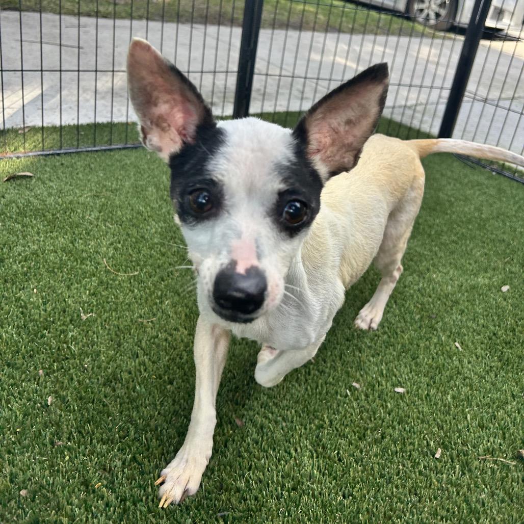 Bonnie 5033 — thumbnail 2