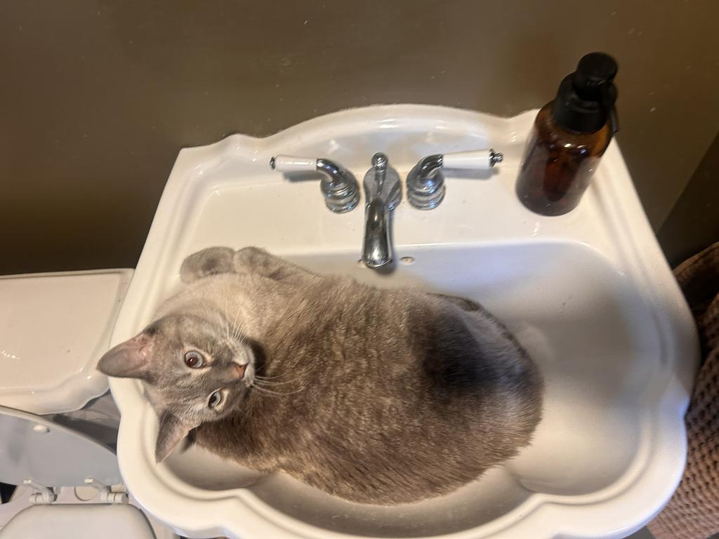 Enlarge Bo, a Adoptable Siamese in Saint Paul, MN image 1/5