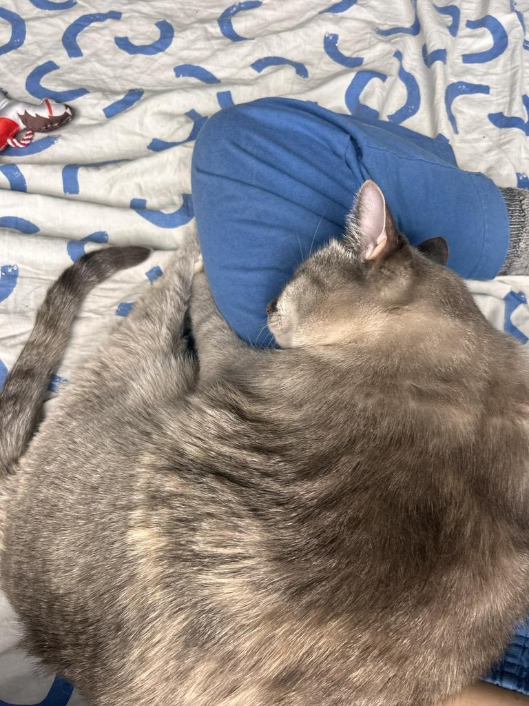 Enlarge Bo, a Adoptable Siamese in Saint Paul, MN image 2/5