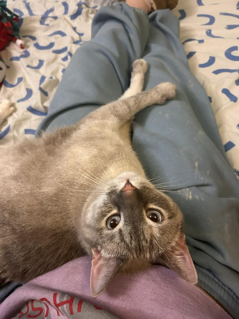 Enlarge Bo, a Adoptable Siamese in Saint Paul, MN image 3/5