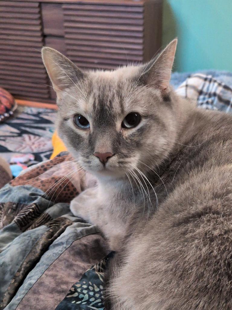 Enlarge Bo, a Adoptable Siamese in Saint Paul, MN image 4/6
