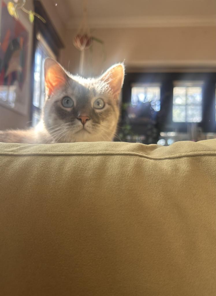 Enlarge Bo, a Adoptable Siamese in Saint Paul, MN image 4/5