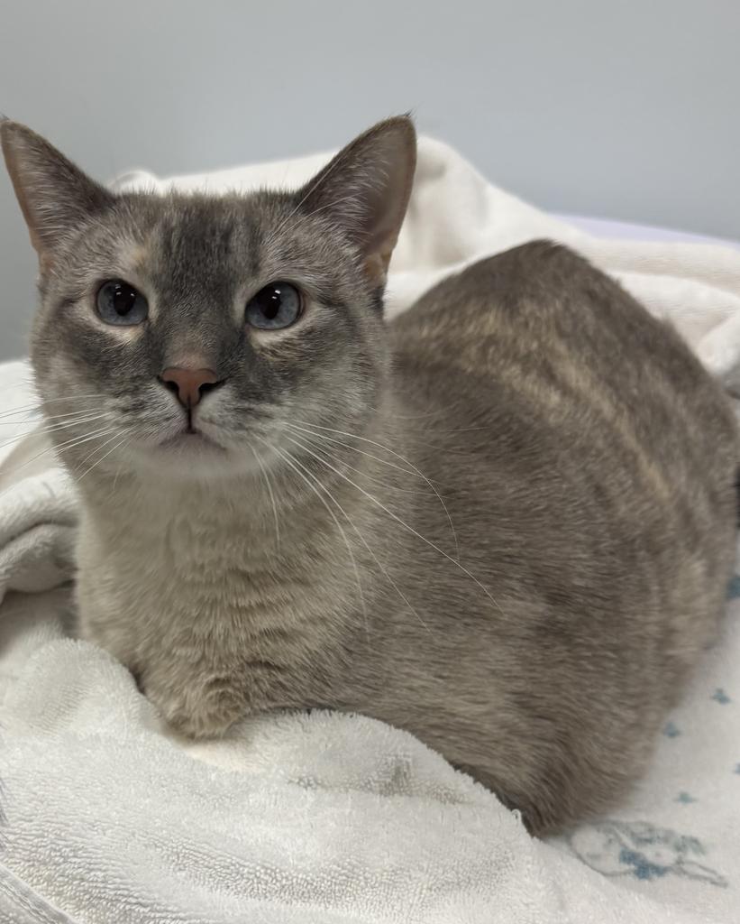 Enlarge Bo, a Adoptable Siamese in Saint Paul, MN image 5/5