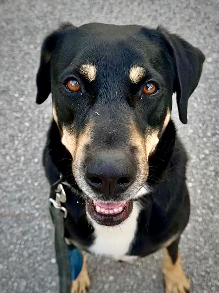 Enlarge Elsa - FULLY SPONSORED!, a Adoptable mixed breed in Fort Myers, FL image 1/3