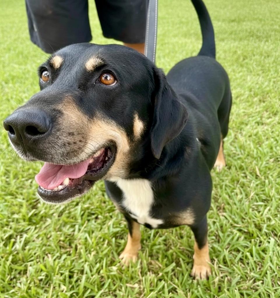 Enlarge Elsa - FULLY SPONSORED!, a Adopted mixed breed in Fort Myers, FL image 3/3