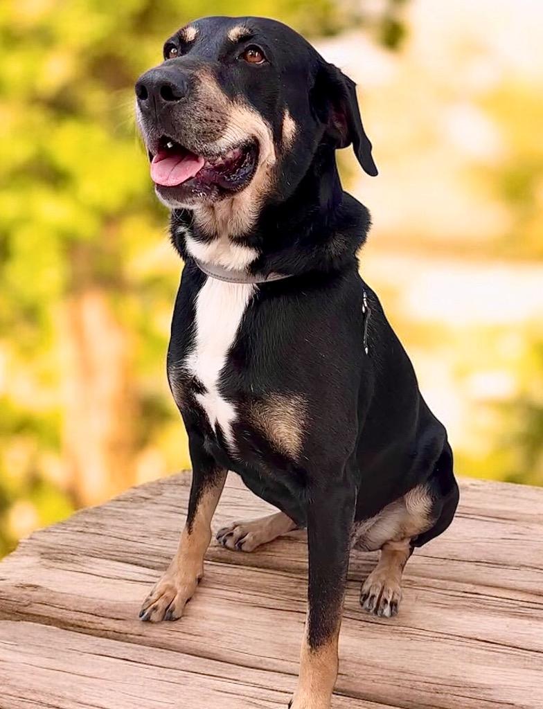 Enlarge Elsa - FULLY SPONSORED!, a Adoptable mixed breed in Fort Myers, FL image 3/3