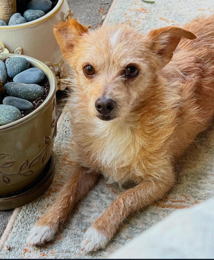 Bandit, ADOPTABLE, Adult Male Border Terrier.