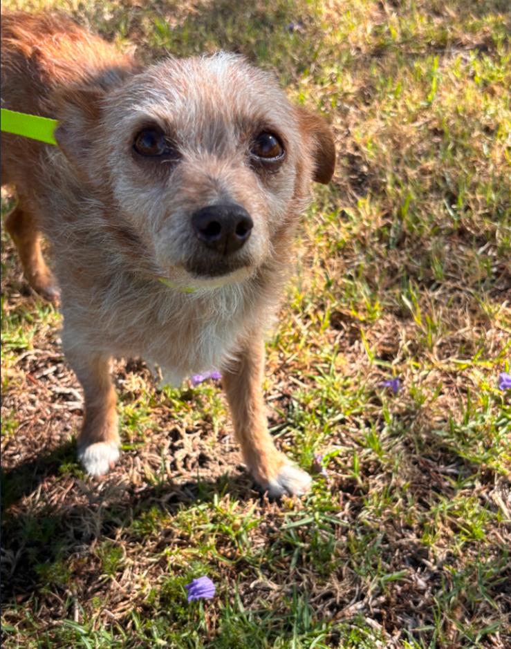 Enlarge Bandit, a ADOPTABLE Border Terrier in Los Angeles, CA image 2/4