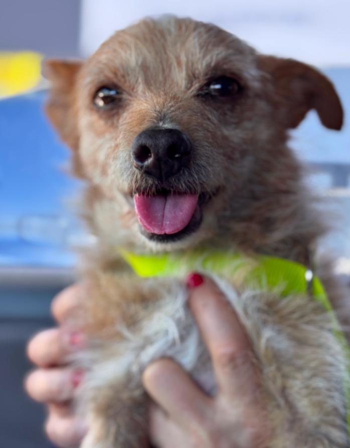 Enlarge Bandit, a ADOPTABLE Border Terrier in Los Angeles, CA image 4/4