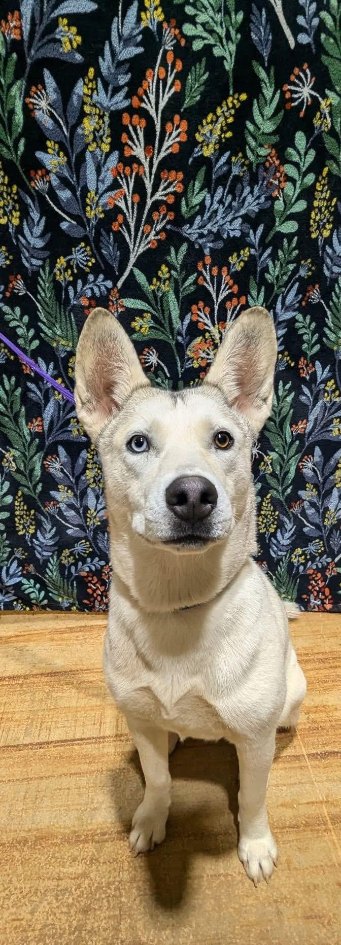 Christine, ADOPTABLE, Young Female Husky.