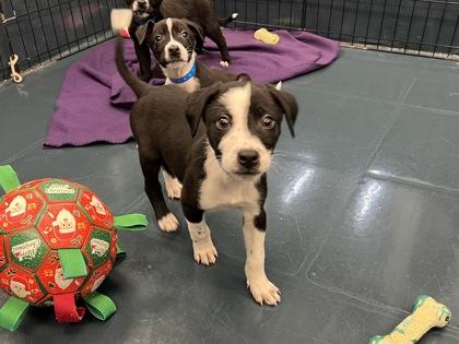 Tongs, Adoptable, Puppy Male Cattle Dog & Mixed Breed.