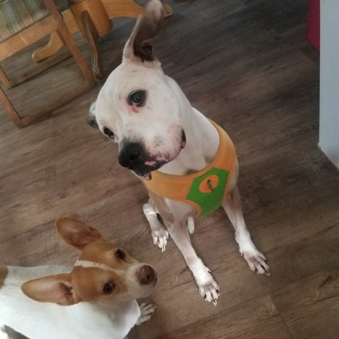 Enlarge Peaches, a Adoptable mixed breed in Peru, IN image 1/11