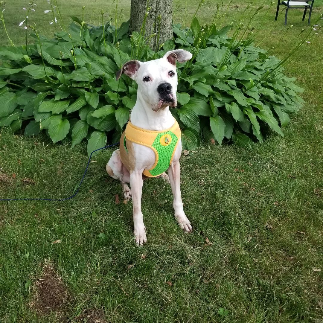 Enlarge Peaches, a Adoptable mixed breed in Peru, IN image 2/11