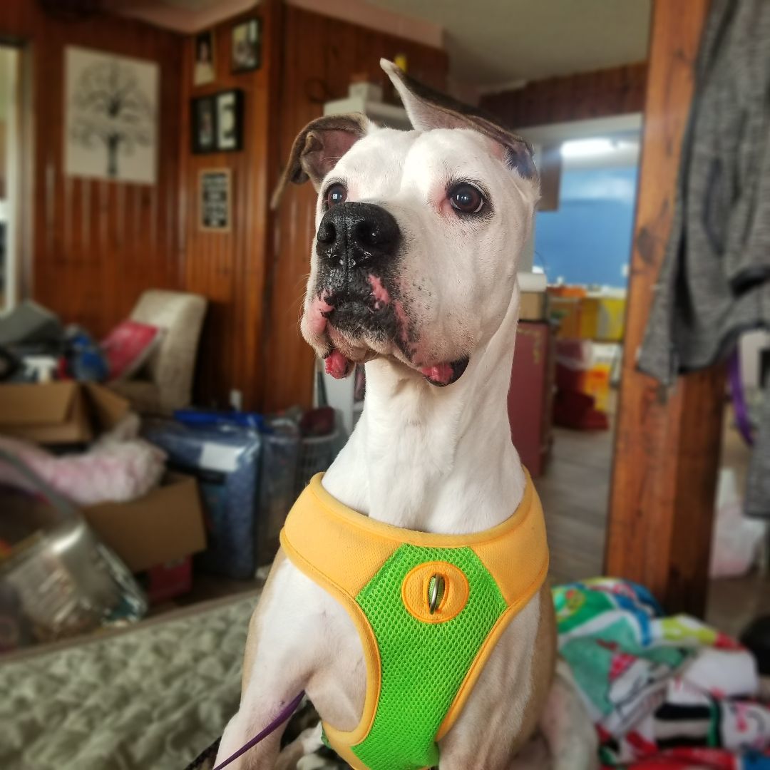 Enlarge Peaches, a Adoptable mixed breed in Peru, IN image 3/11