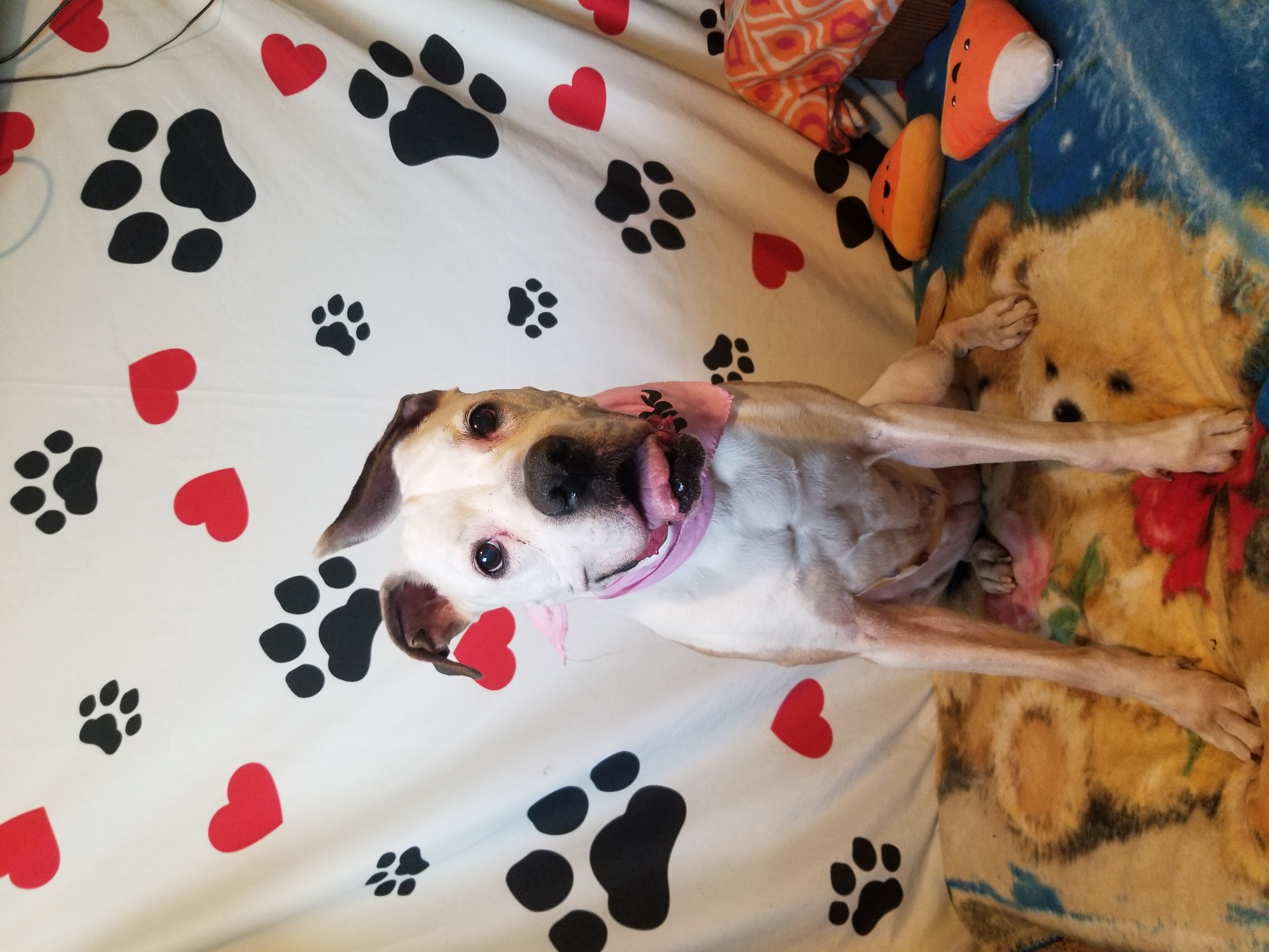 Enlarge Peaches, a Adoptable mixed breed in Peru, IN image 4/11