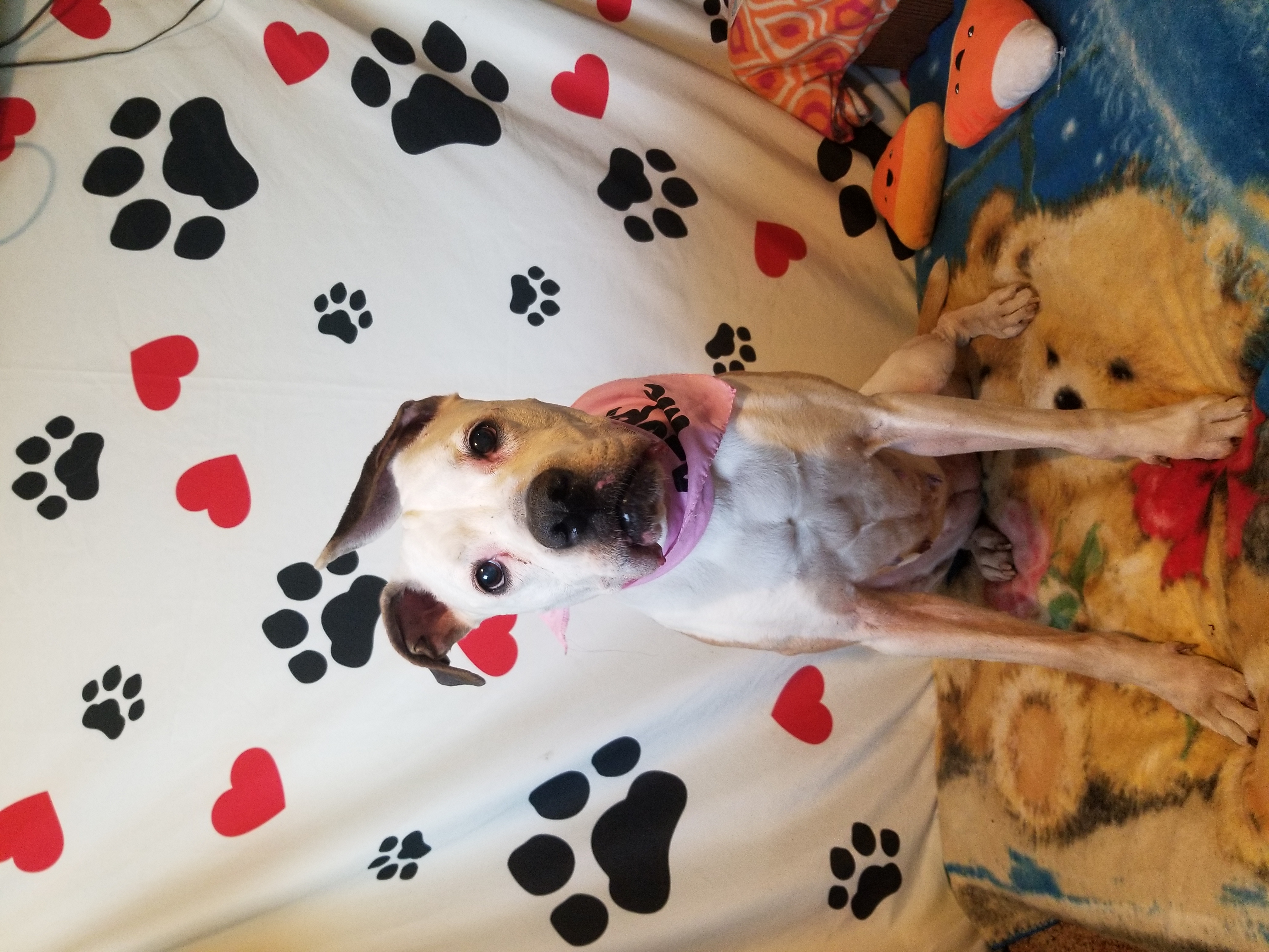 Enlarge Peaches, a Adoptable mixed breed in Peru, IN image 5/11