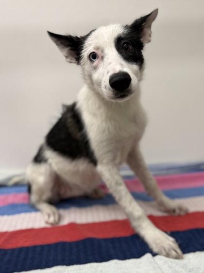 Hershey, a Adoptable mixed breed in Phoenix, AZ image 1/3