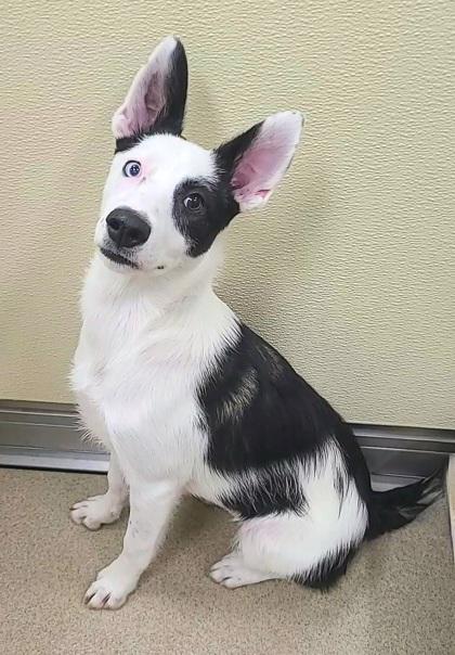 Hershey, a Adoptable mixed breed in Phoenix, AZ image 2/3