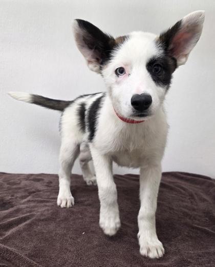 Hershey, a Adoptable mixed breed in Phoenix, AZ image 3/3