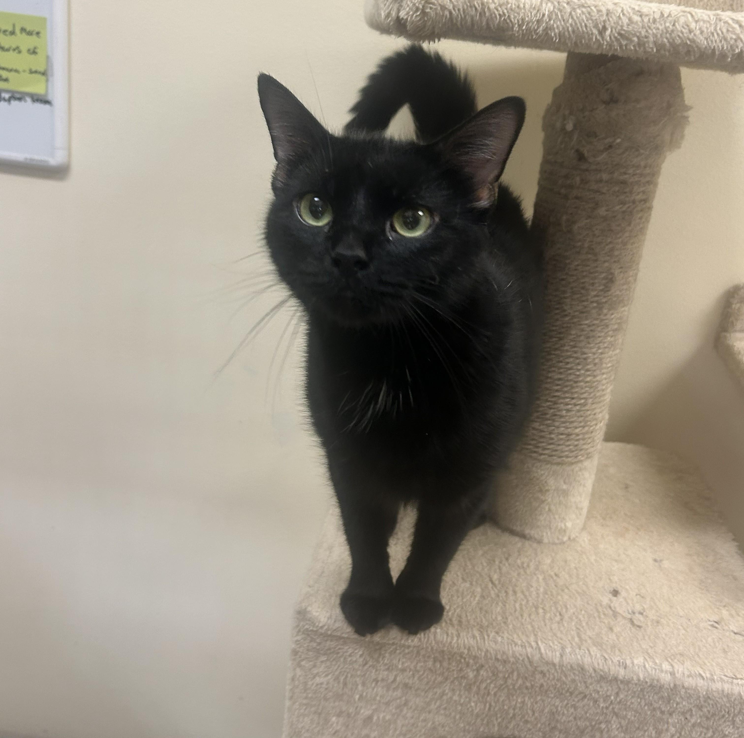 Octavia, ADOPTABLE, Adult Female Domestic Short Hair.
