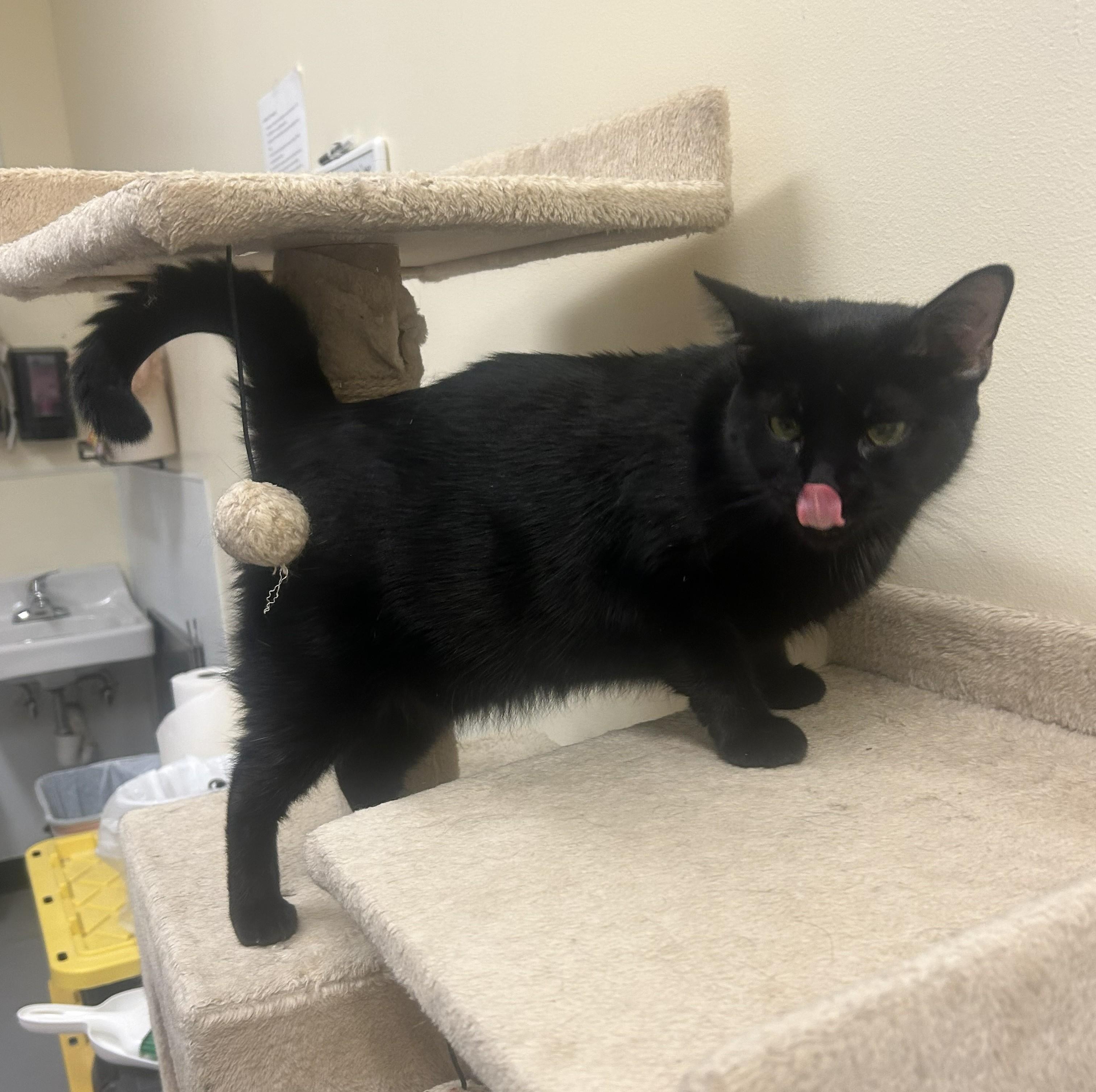 Octavia, a ADOPTABLE mixed breed in Bolingbrook, IL image 4/4