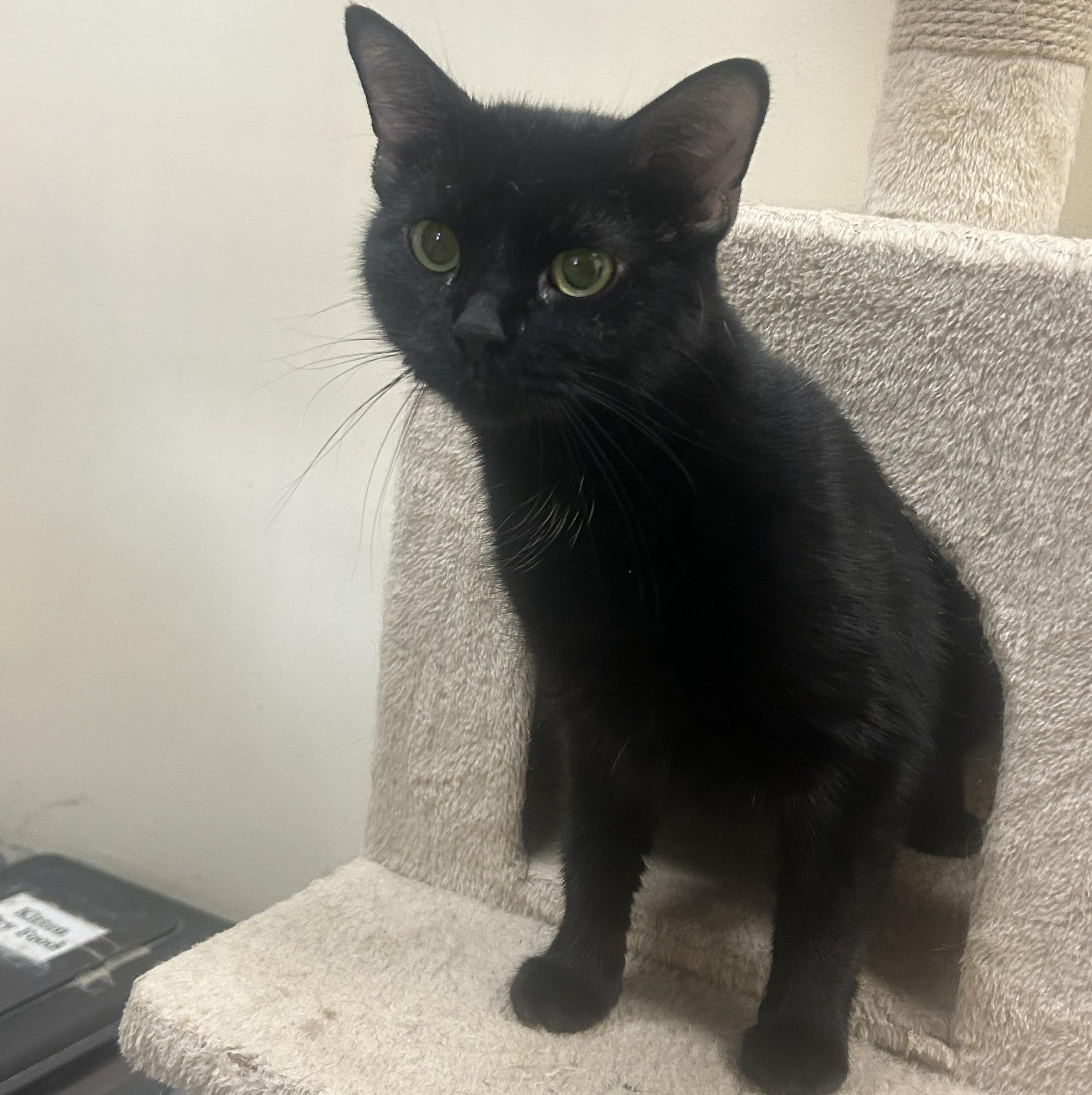 Octavia, a ADOPTABLE mixed breed in Bolingbrook, IL image 2/4