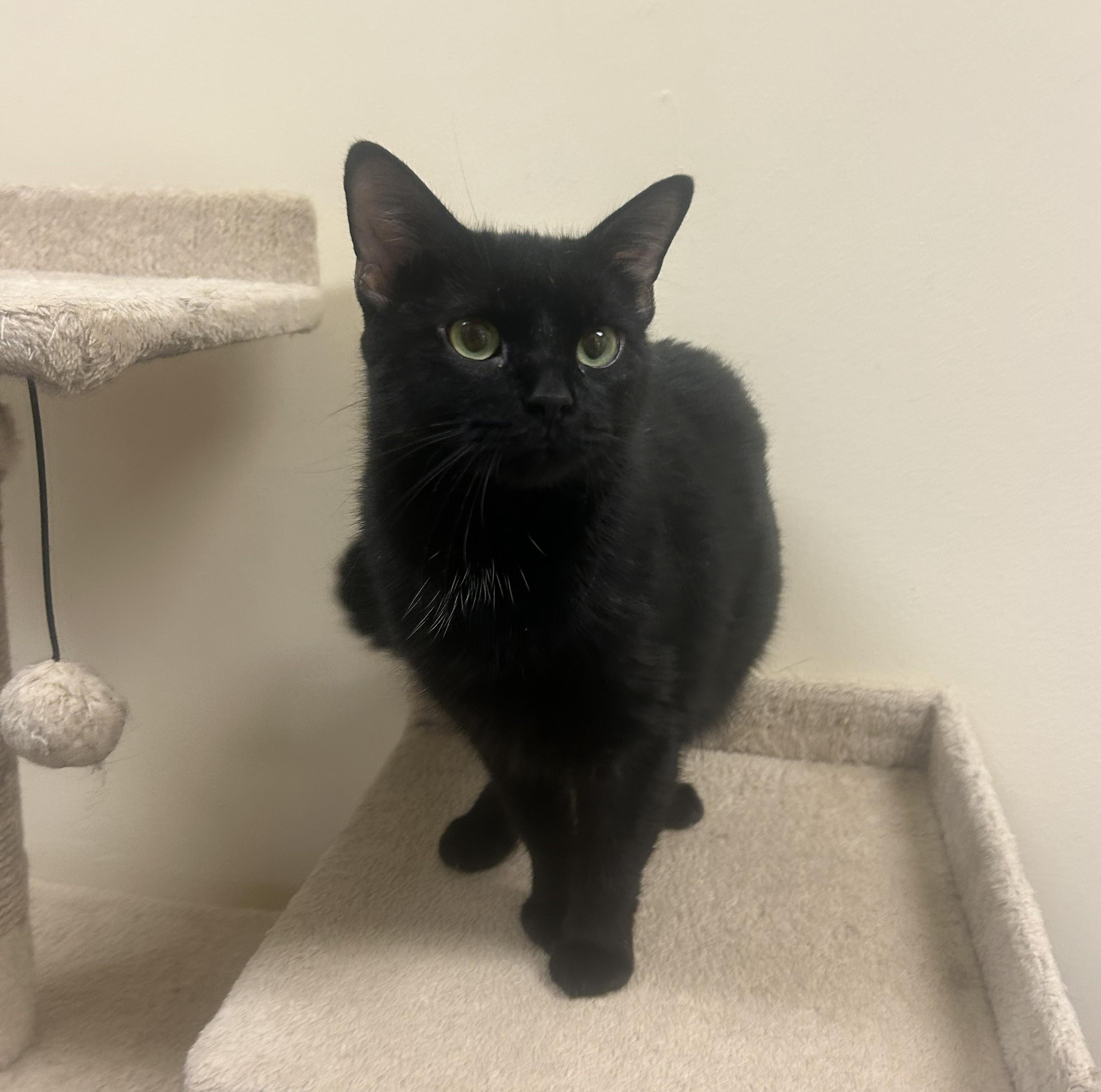 Octavia, a ADOPTABLE mixed breed in Bolingbrook, IL image 3/4