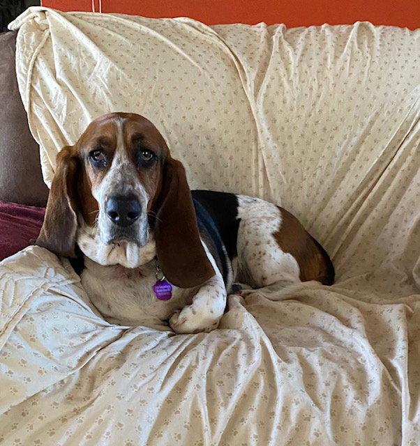 Enlarge Smudge, a Adopted Basset Hound in Petaluma, CA image 1/2