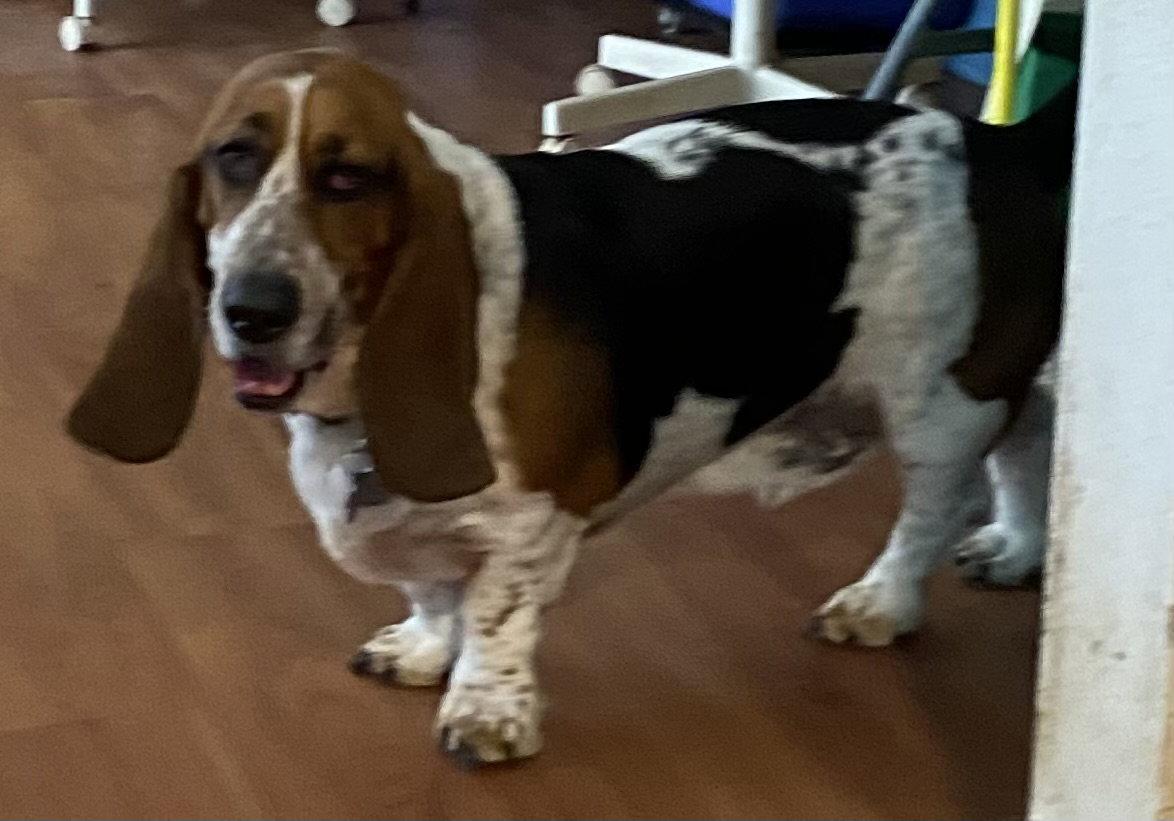 Enlarge Smudge, a Adopted Basset Hound in Petaluma, CA image 2/2