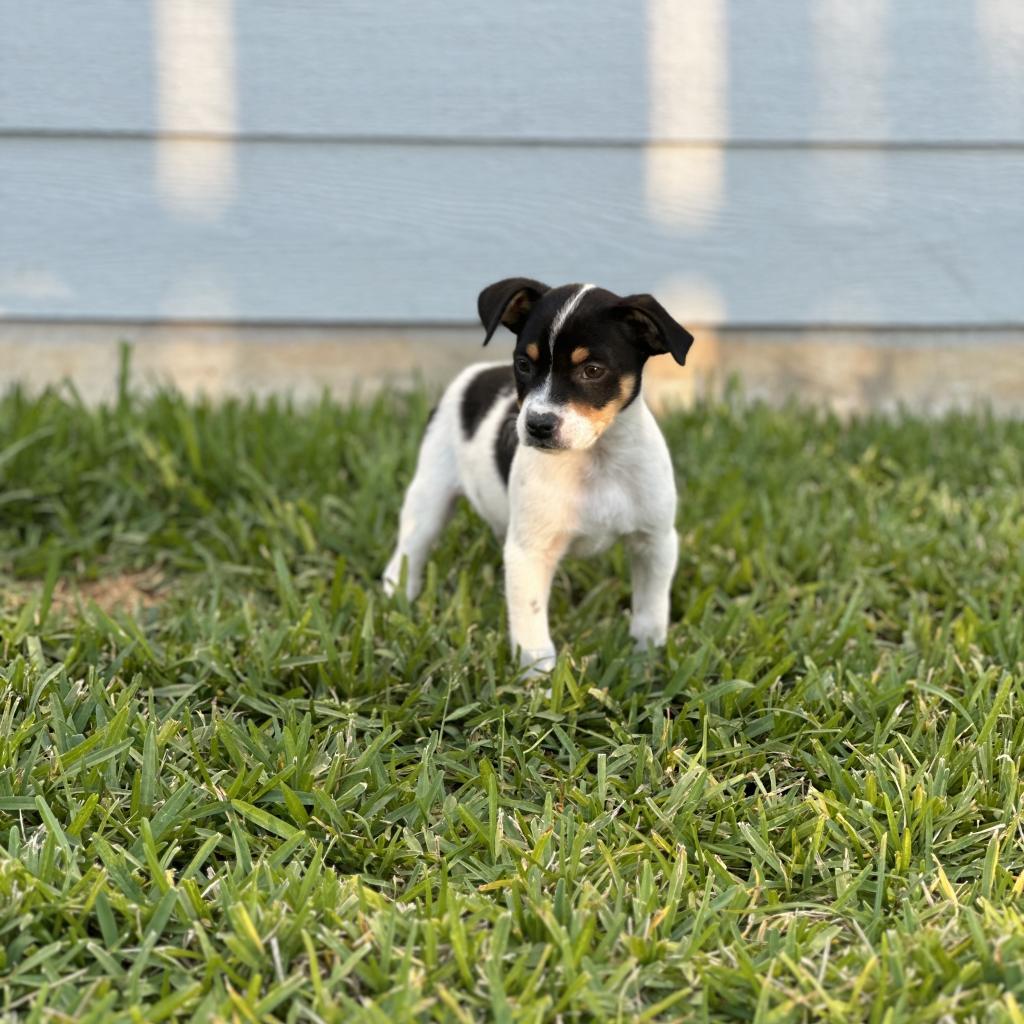 Enlarge Levi, an adopted Miniature Pinscher in Spring, TX image 1/1
