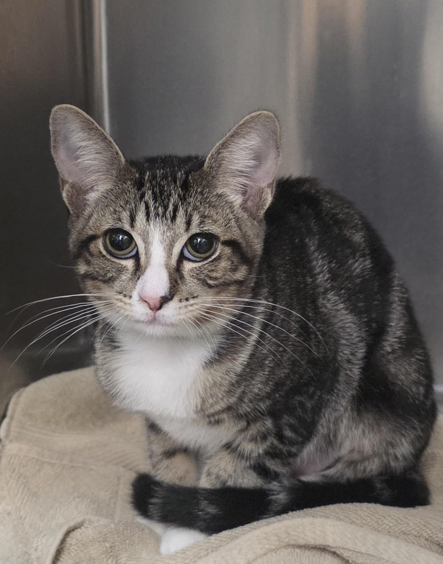 Enlarge Matilda, a Adopted Domestic Short Hair in Mission Viejo, CA image 1/1