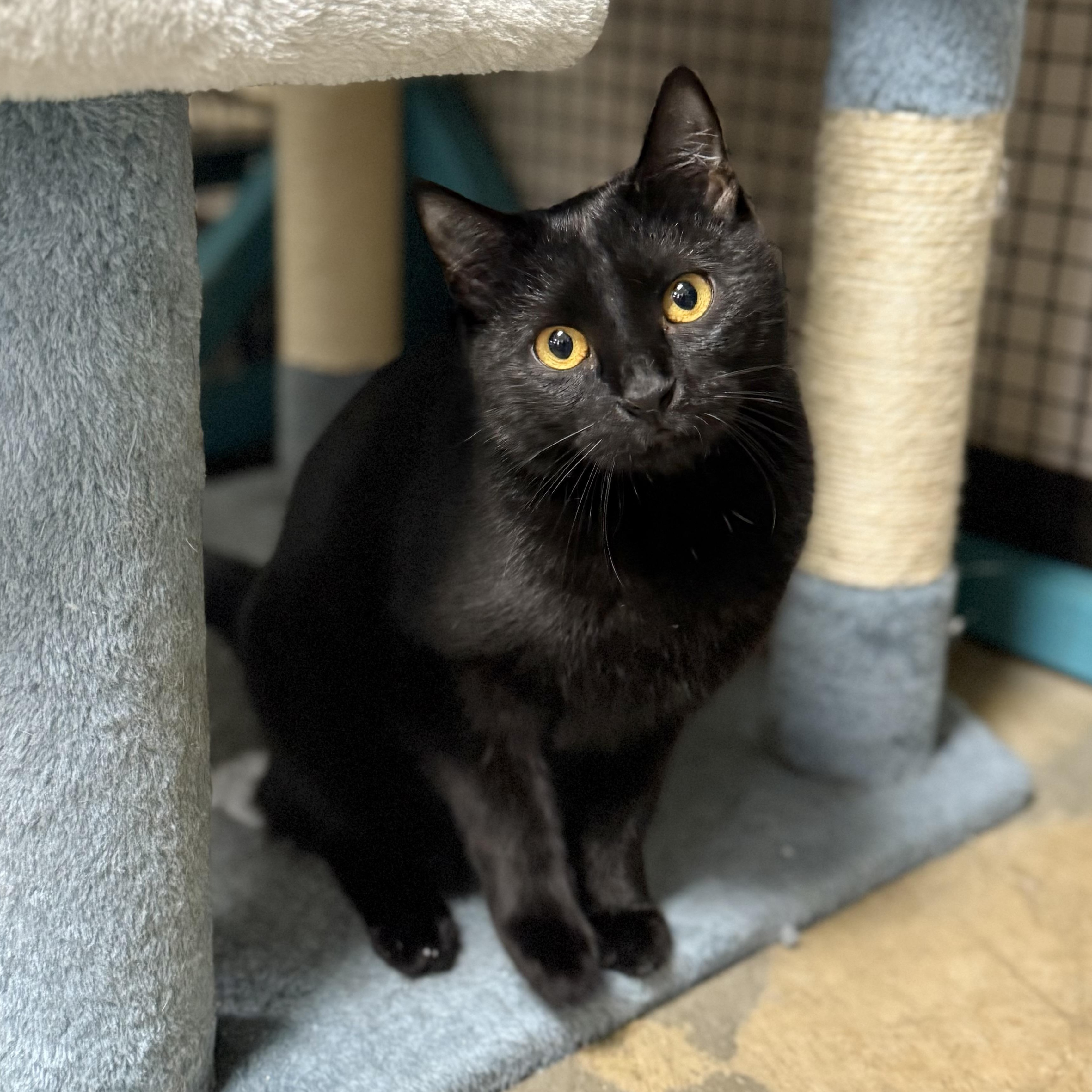 Beverly, a Adoptable mixed breed in Collierville, TN image 6/6