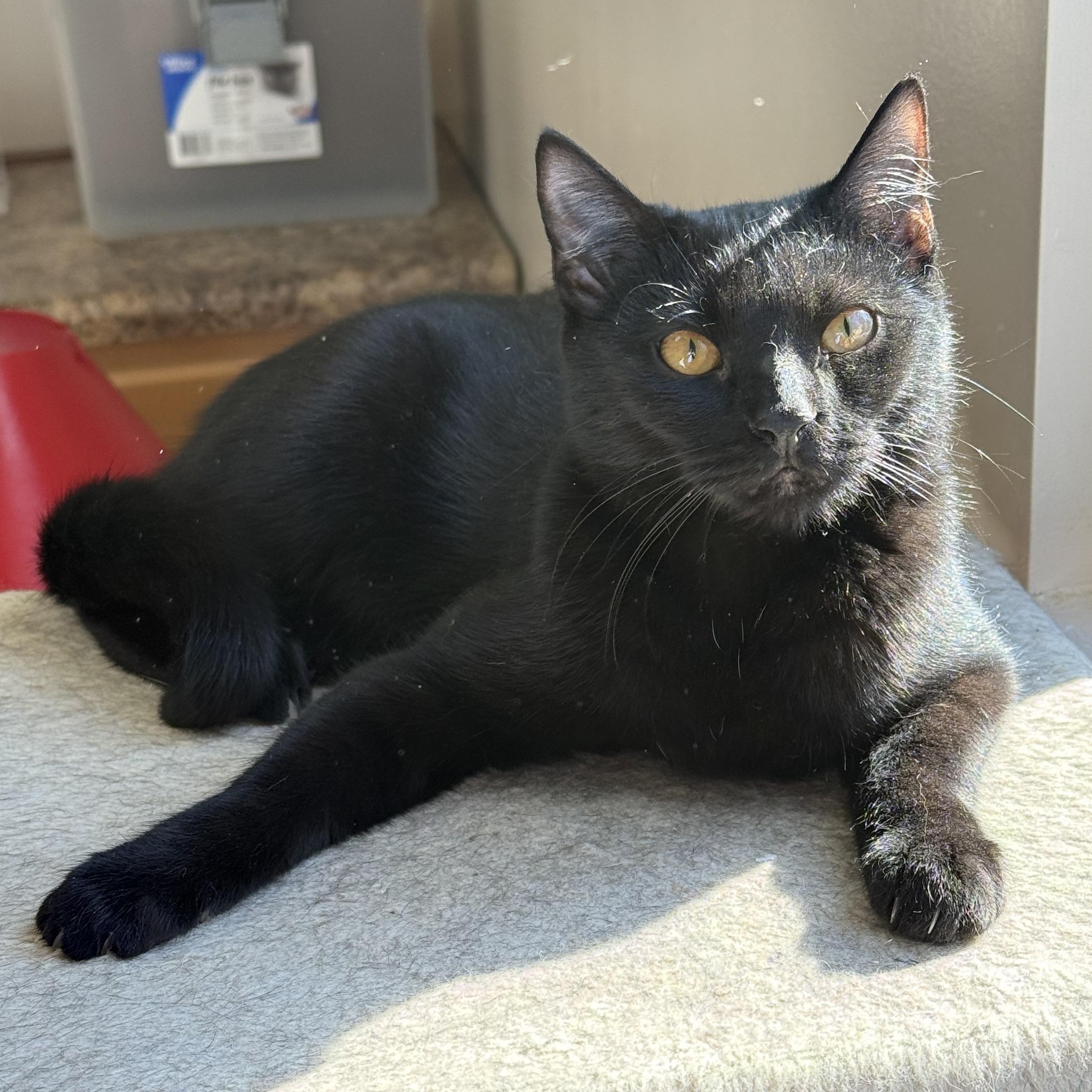 Beverly, a Adoptable mixed breed in Collierville, TN image 3/5