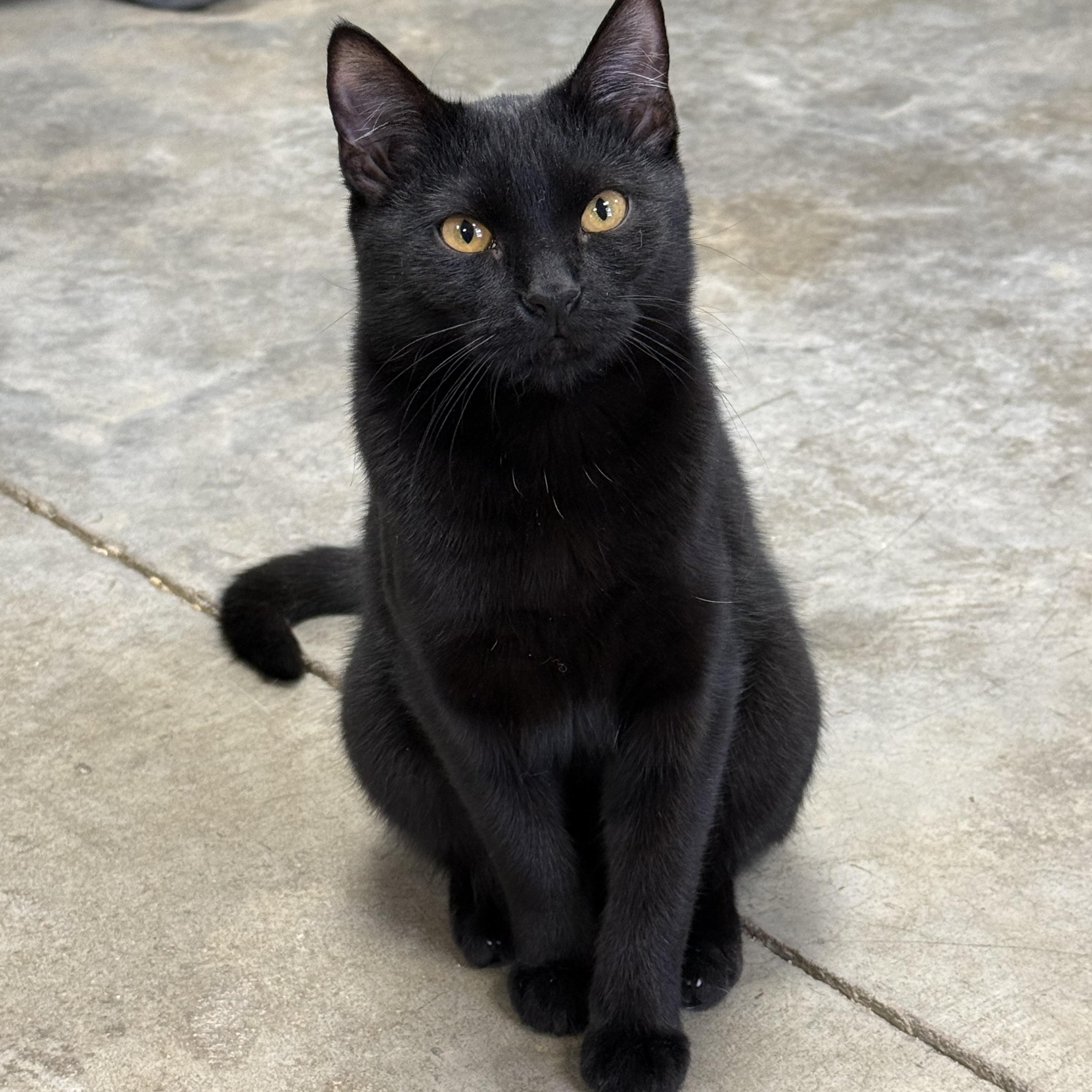 Beverly, Adoptable, Kitten Female Bombay & Domestic Short Hair.