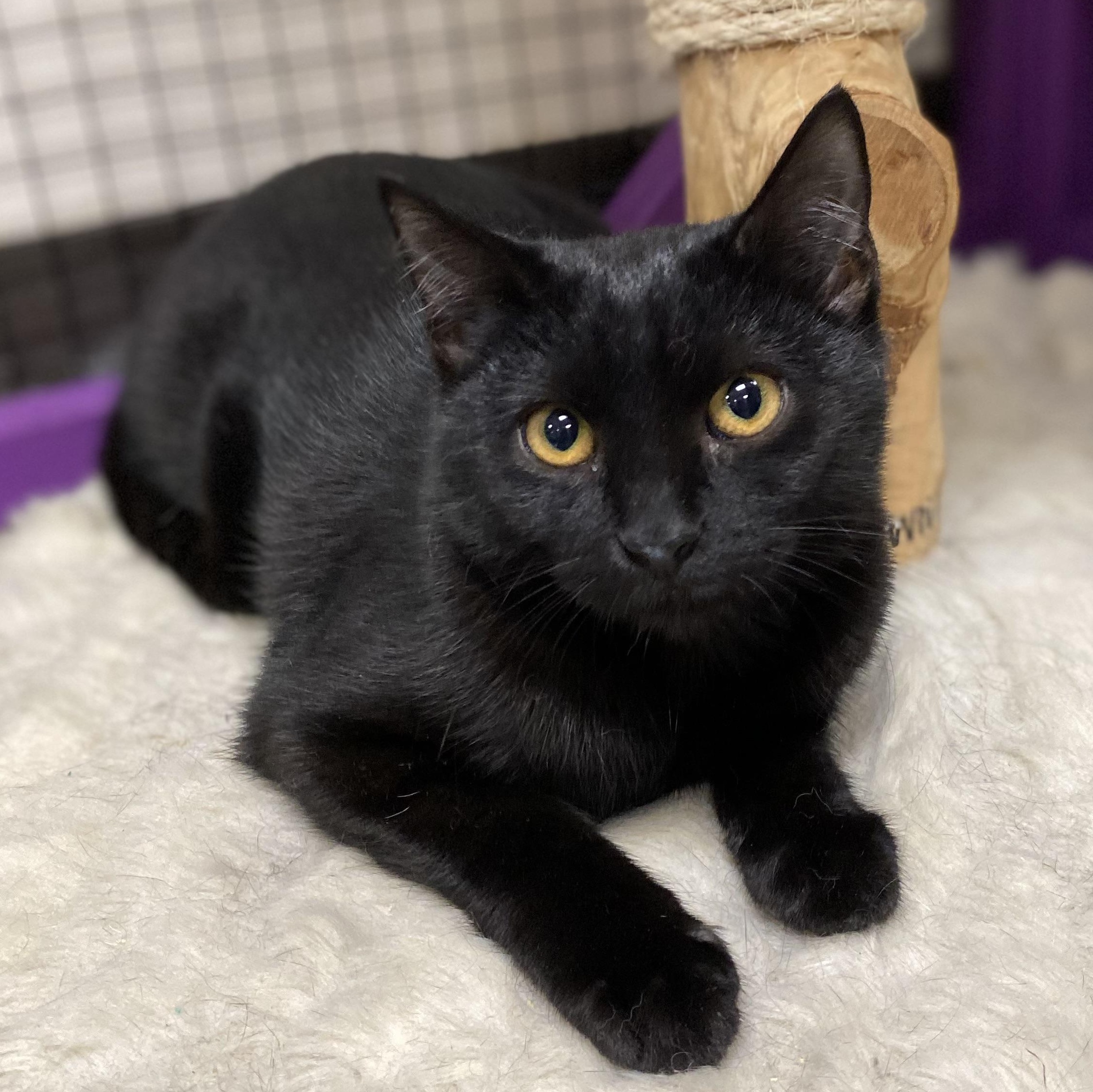 Enlarge Beverly, a Adoptable mixed breed in Collierville, TN image 1/3