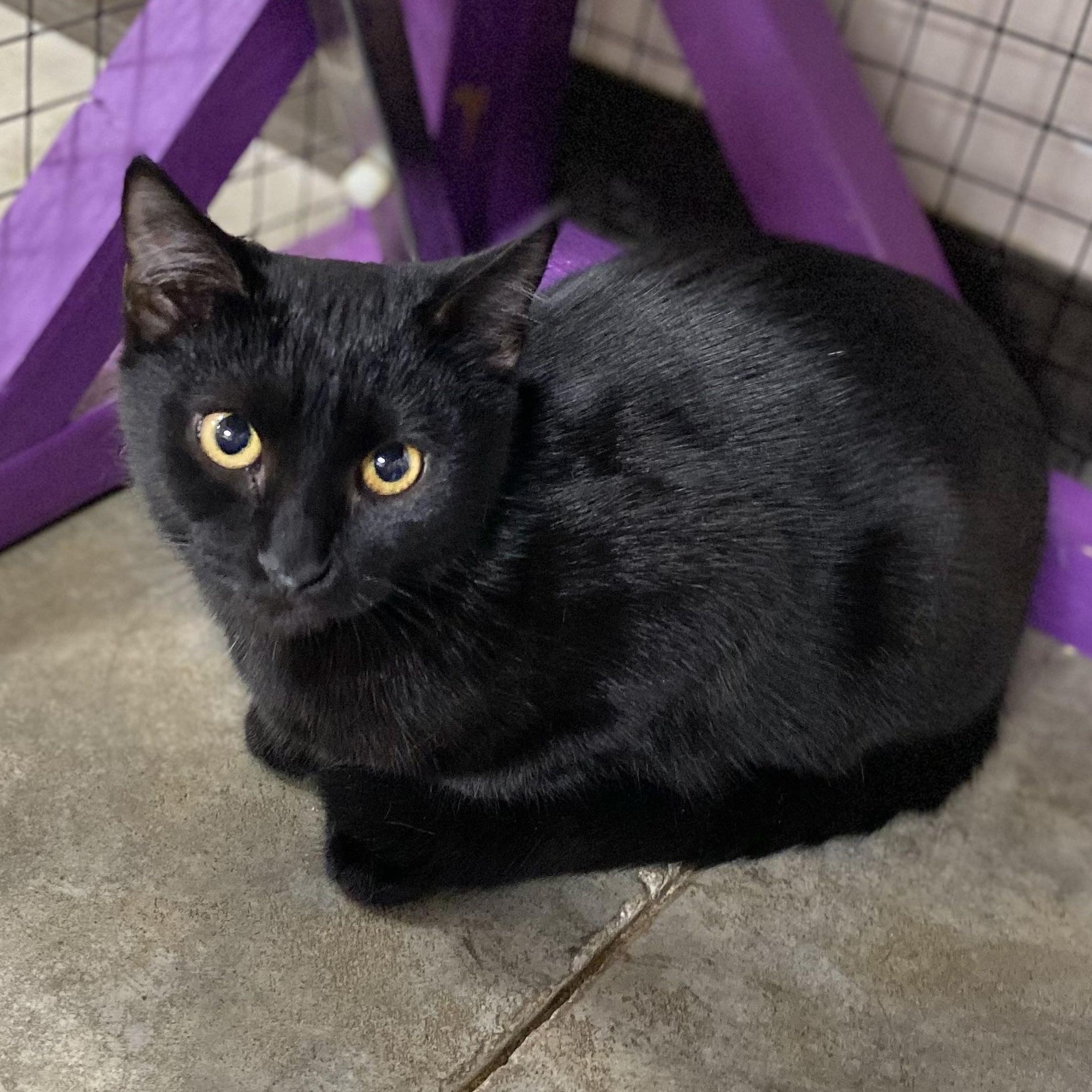 Enlarge Beverly, a Adoptable mixed breed in Collierville, TN image 2/3