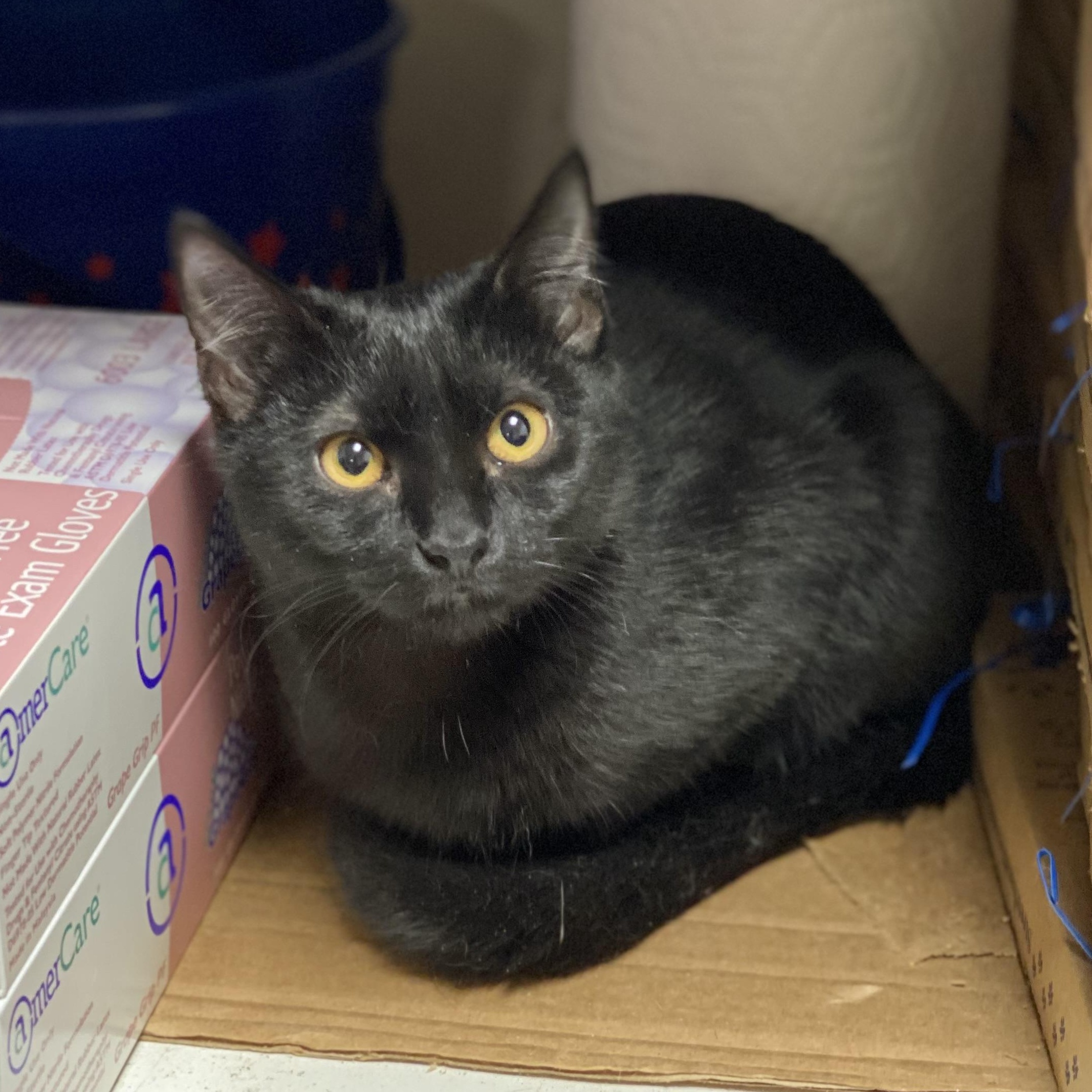 Enlarge Beverly, a Adoptable mixed breed in Collierville, TN image 4/4