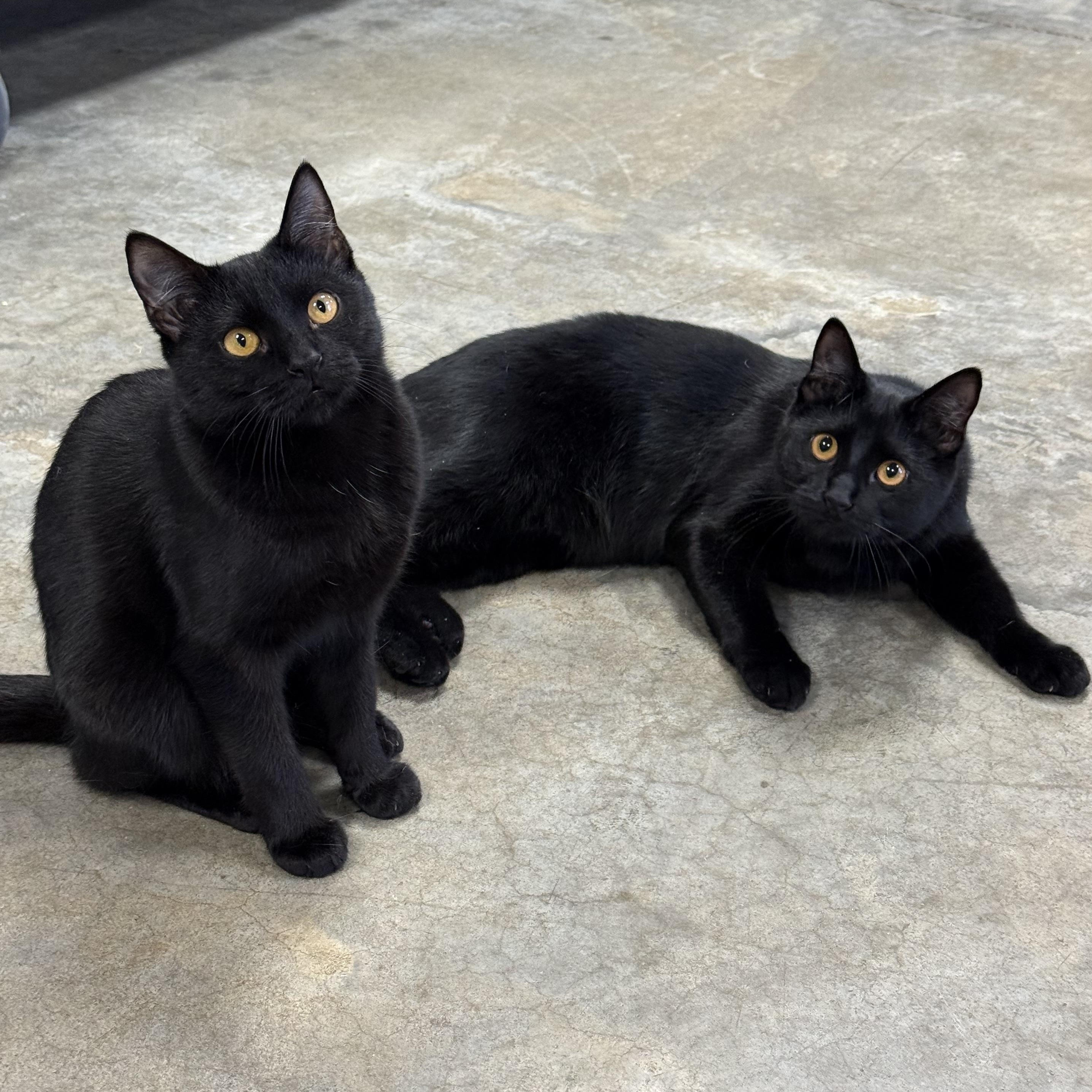 Beverly, a Adoptable mixed breed in Collierville, TN image 5/5